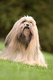 LHASSA APSO 175
